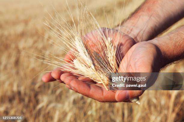 sluit omhoog op oren van tarwe in de handen van de landbouwer met gerstgebied op achtergrond - rogge graan stockfoto's en -beelden