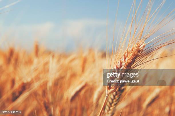 nahaufnahme von weizenohren im vordergrund mit gerstenfeld - barley stock-fotos und bilder