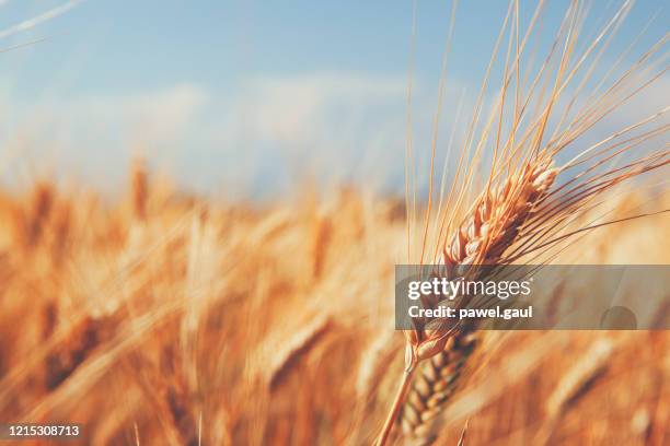 close up on ears of wheat in foreground with barley field - barley stock pictures, royalty-free photos & images