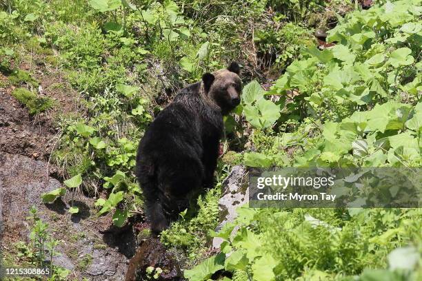ussuri brown bear - bear stock pictures, royalty-free photos & images