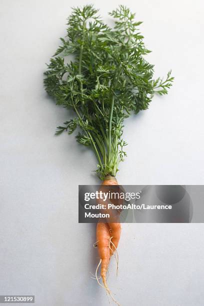 twisted carrot - carrot isolated stock pictures, royalty-free photos & images