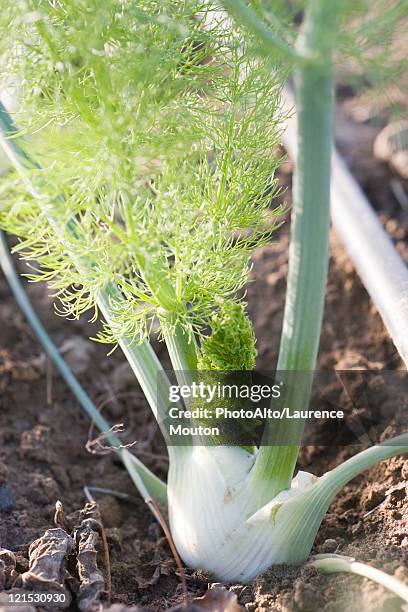 fennel - fennel stock pictures, royalty-free photos & images