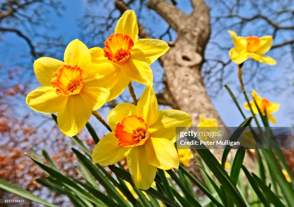 Springtime daffodils in bloom