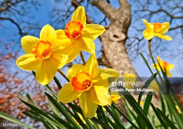 springtime daffodils in bloom - daffodil imagens e fotografias de stock