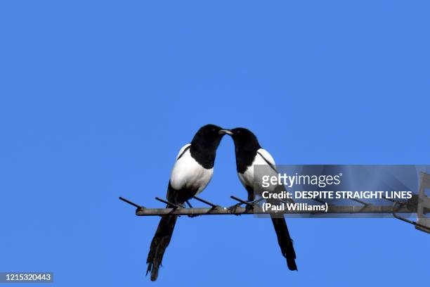 aerial love - magpie stock pictures, royalty-free photos & images