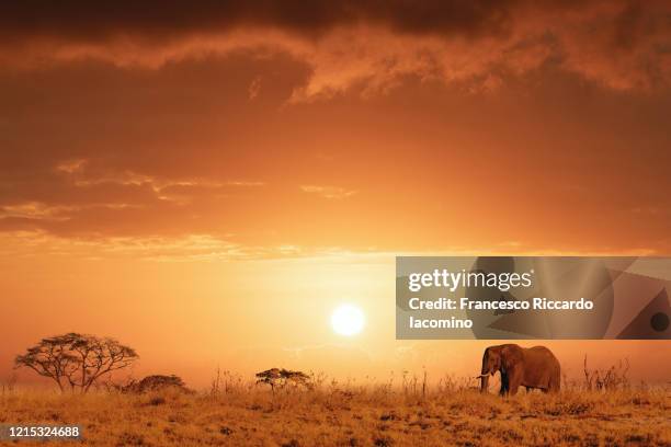 african safari at sunset, elephant in the savannah - サバンナ地帯 ストックフォトと画像