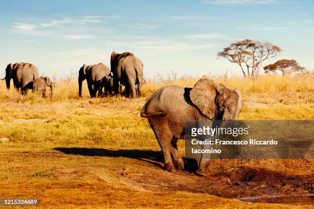african safari at sunset, elephant washing in the savannah - iacomino botswana foto e immagini stock