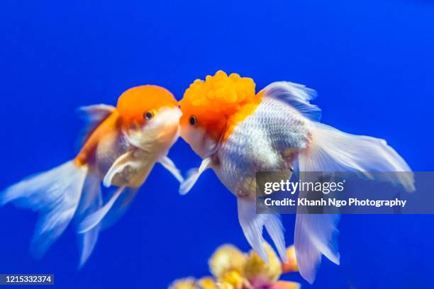 samples of sea life in an aquarium - cute fish drawings stock pictures, royalty-free photos & images