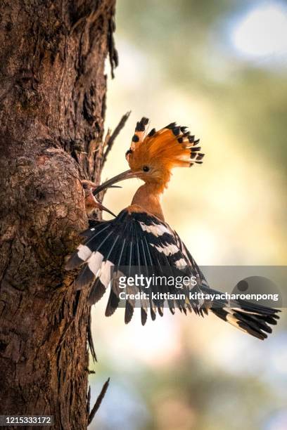 the eurasian hoopoe or common hoopoe (upupa epops) bird chicks prepares to fly out of the hole-nest - linda rama fotografías e imágenes de stock