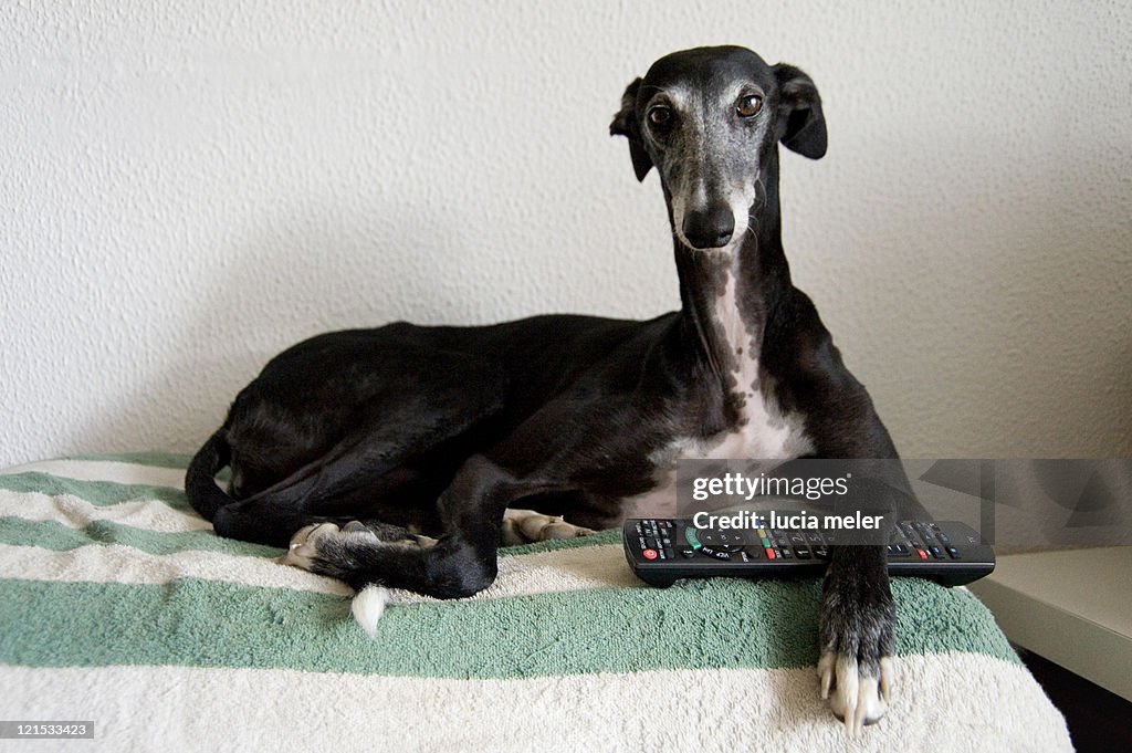 Black greyhound waching tv