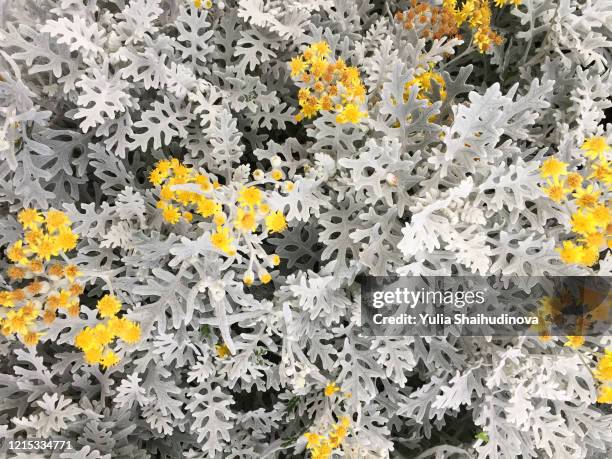 pale leaves with yellow flowers of cineraria maritima (jacobaea maritima) close-up background texture wallpaper - cineraria maritima stock pictures, royalty-free photos & images