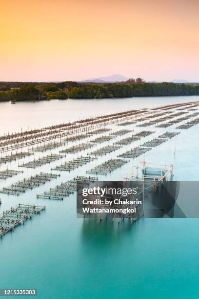 chanthaburi seascape (khao laem sing forest park) - oyster farming in chanthaburi river estuary. - chanthaburi sea bildbanksfoton och bilder