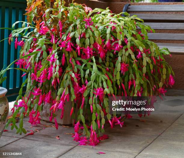 christmas cactus galore - cactus de navidad fotografías e imágenes de stock