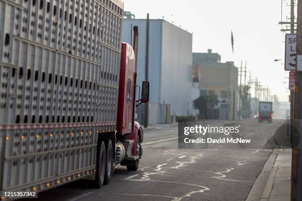 Truck brings a load of pigs to be slaughtered at the Farmer John slaughterhouse after 153 workers tested positive for COVID-19, on May 26, 2020 in...