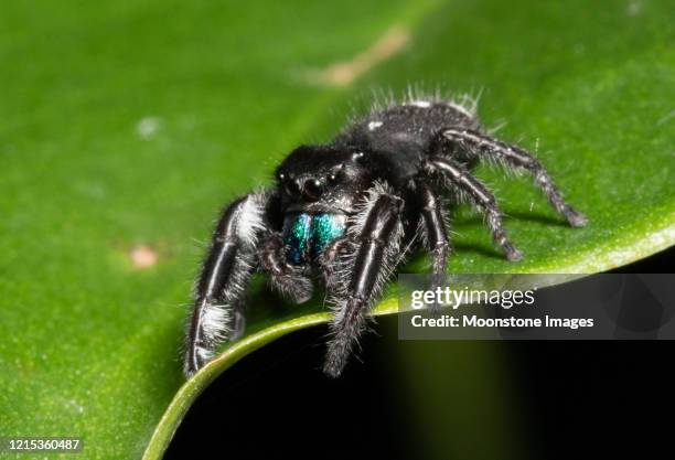 ragno saltatore audace - bold jumping spider foto e immagini stock