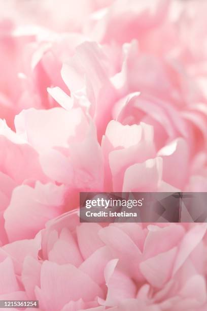 close-up of pink peony - pion bildbanksfoton och bilder