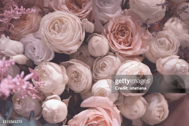 pastels, pink roses viewed from above - rose flower background stock pictures, royalty-free photos & images