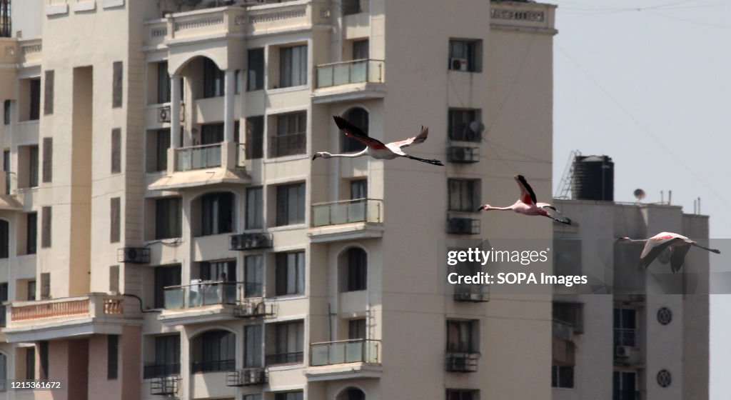 Flamingos are seen flying near a building.
The migratory...