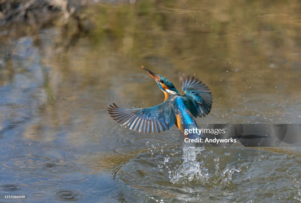 Female common kingfisher