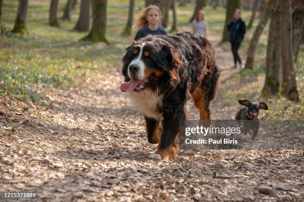 cute little boy running with his friends, a bernese dog and a dachshund dog - too big stock pictures, royalty-free photos & images