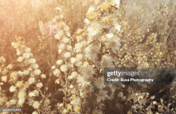 weeds in autumn - ambrosia stock-fotos und bilder