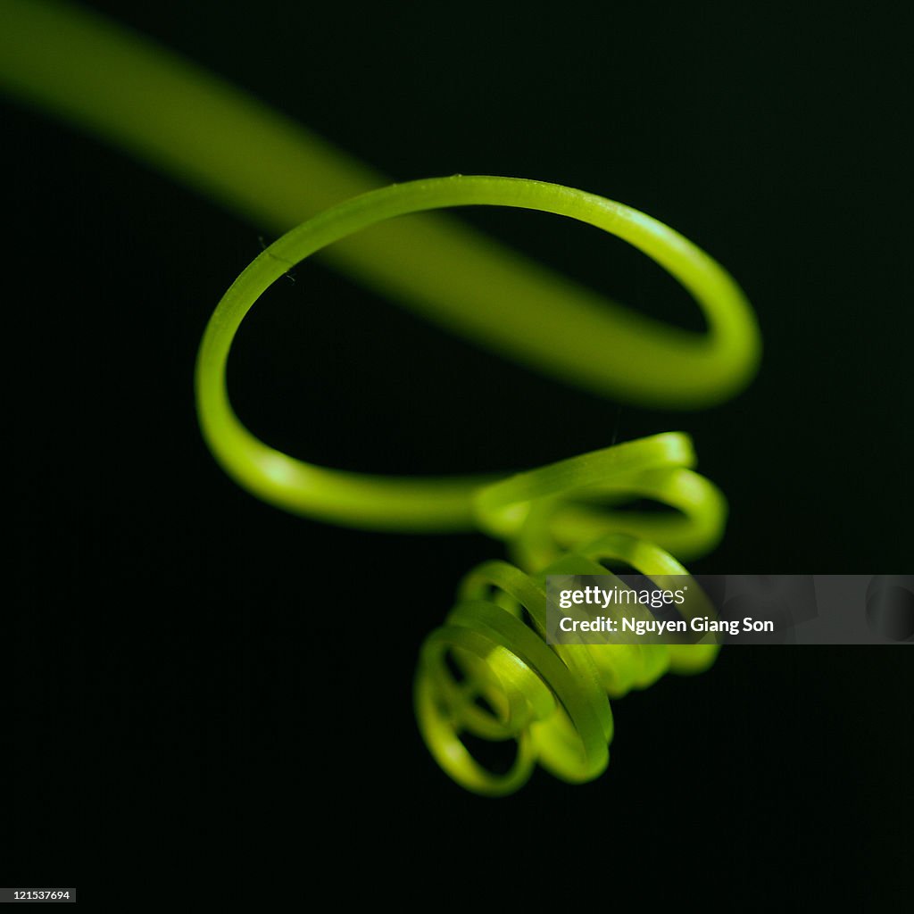Spiral green vine