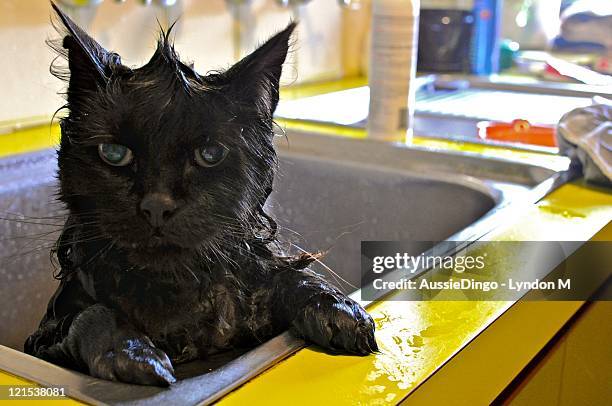 Cat taking bath