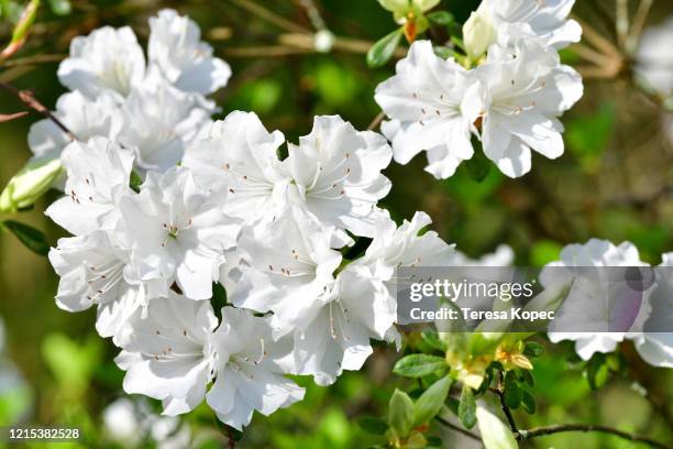 white azalea blossoms - azalea foto e immagini stock
