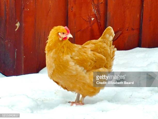 buff orpington chicken pullet hen free ranging in winter snow - buff stock pictures, royalty-free photos & images
