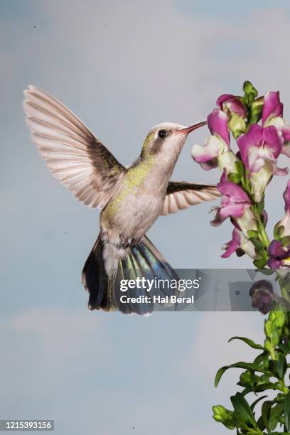 broad-billed hummingbird female feeding on flower - broad billed hummingbird stock pictures, royalty-free photos & images