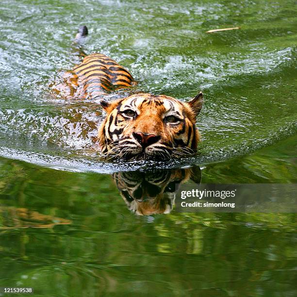 sumatran tiger in pool - indochinese tiger stock-fotos und bilder