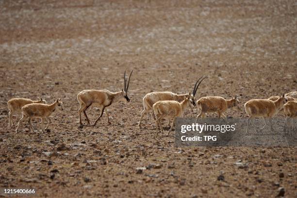 Tibetan Chiru Photos and Premium High Res Pictures - Getty Images