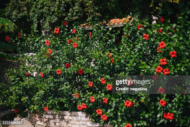 beautiful huge red hibiscus flowers on the bushes - hibiscus flower stock-fotos und bilder