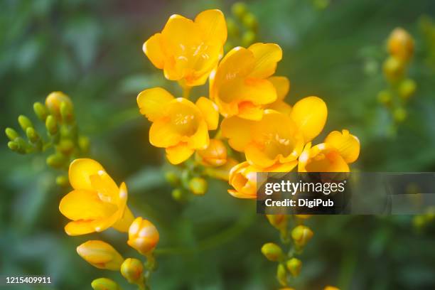 freesia - freesia fotografías e imágenes de stock