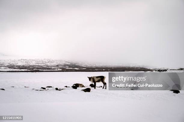 a reindeer grazing at lagarfljót, eastern iceland - austurland stock pictures, royalty-free photos & images