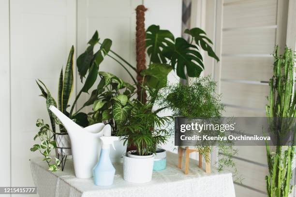 lots of succulent plants indoors - multipurpose room stock pictures, royalty-free photos & images