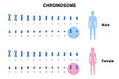 Chromosome 018-1