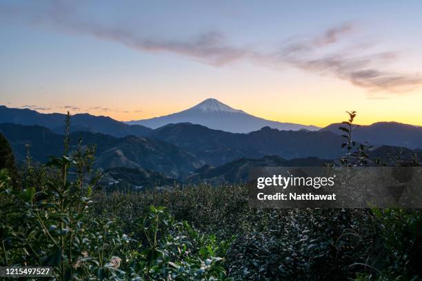 sunrise view of mount fuji from tea planataion, shizuoka, japan - prefeitura de shizuoka imagens e fotografias de stock