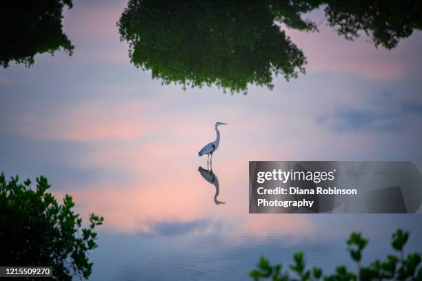 isolation in the pre-dawn hours at ten thousand islands national wildlife refuge - estero zona húmeda fotografías e imágenes de stock