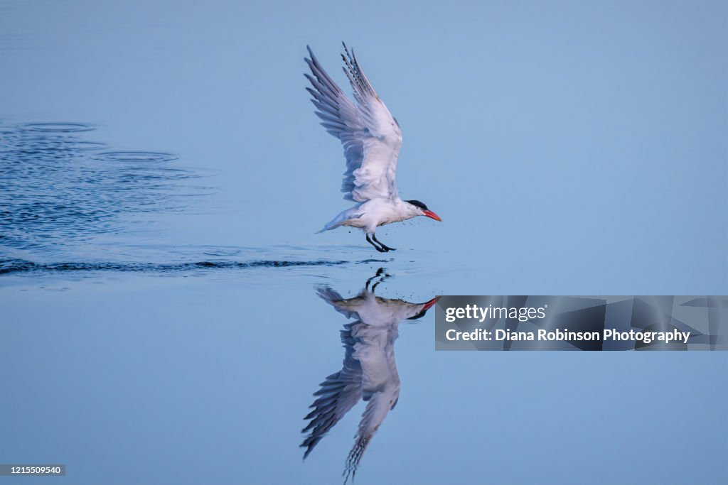 Caspian tern after diving for a fish in the marsh with reflection at Ten Thousand Islands National Wildlife Refuge near Naples, Florida