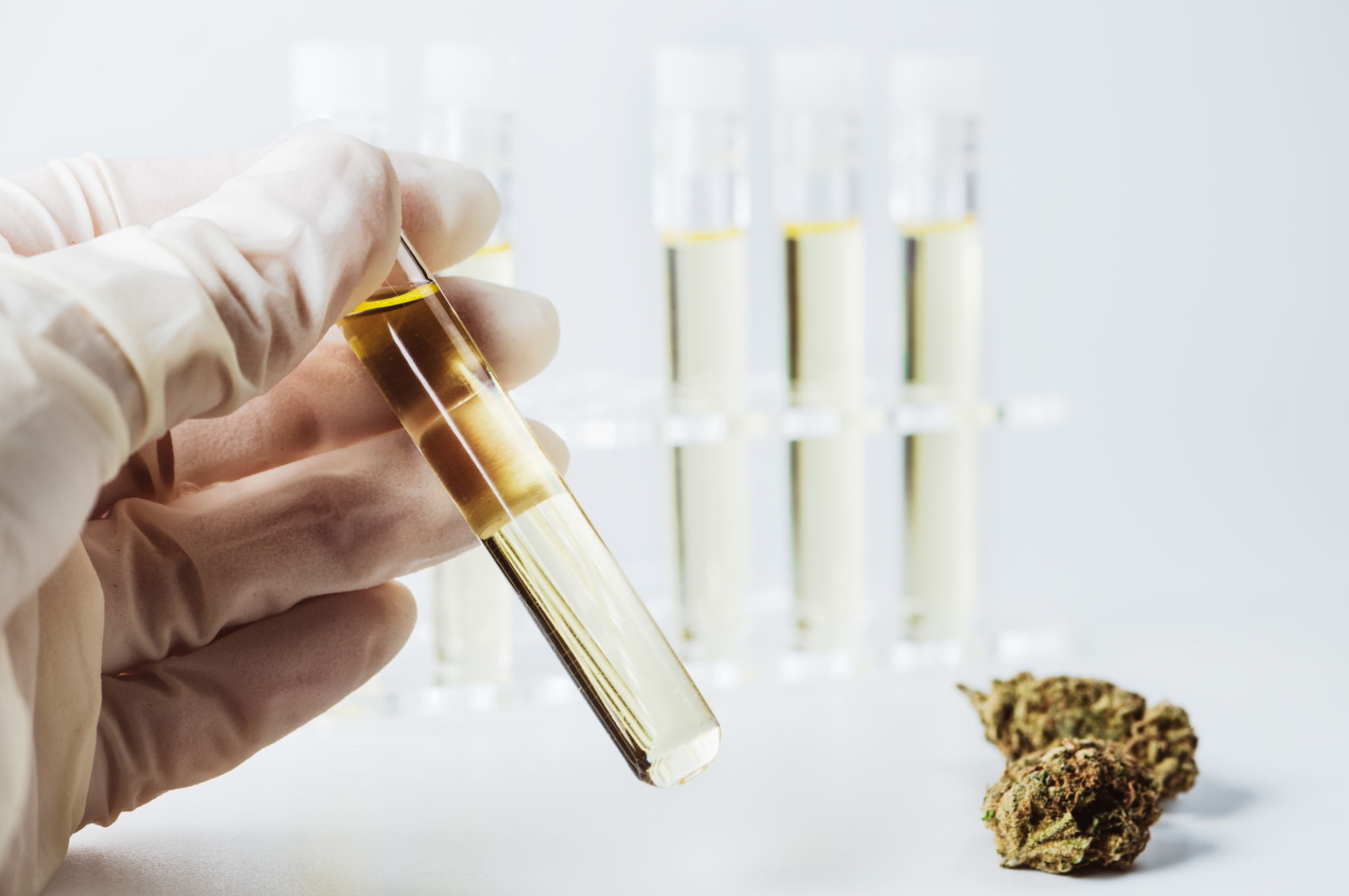 cannabis experiment