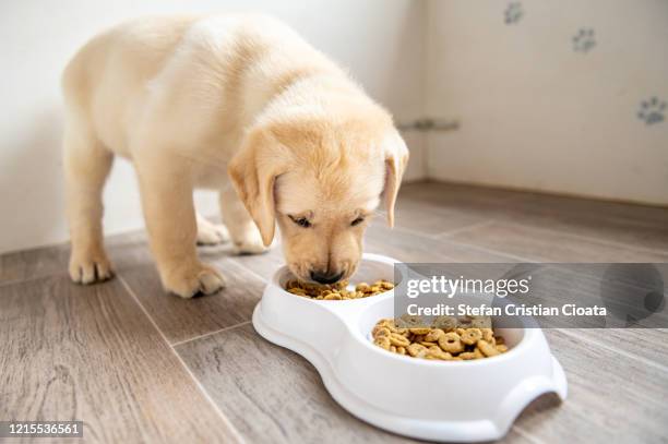 labrador puppy eating from a pet dish, - 7 weeks old - labrador puppy stock pictures, royalty-free photos & images