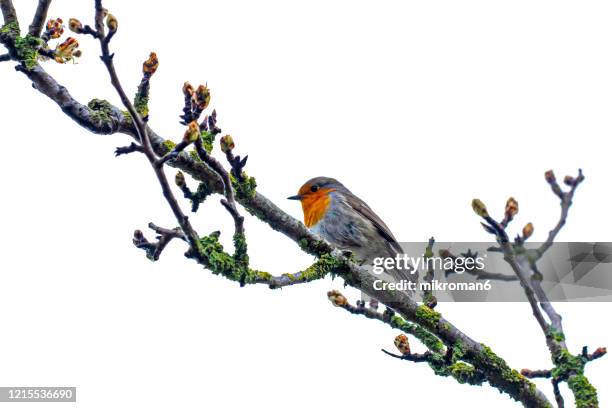 3,178 Hairy Bird Stock Photos, High-Res Pictures, and Images - Getty Images