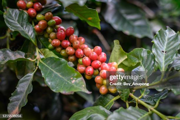 raw red coffee cherries on coffea tree branch in coffee plantation on highland mountains of northern thailand. - cherry tree stockfoto's en -beelden