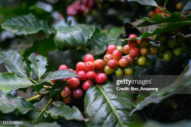 raw red coffee cherries on coffea tree branch in coffee plantation on highland mountains of northern thailand. - coffee plant stock pictures, royalty-free photos & images
