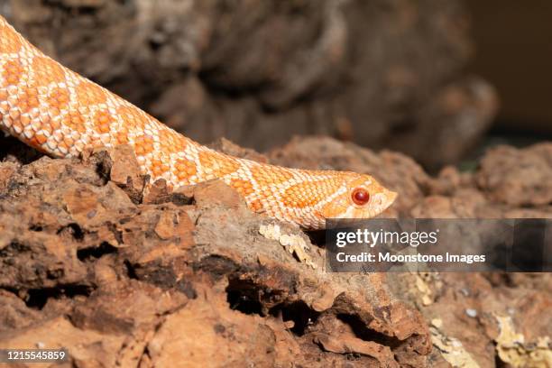 western hognose snake - hognose snake stock-fotos und bilder