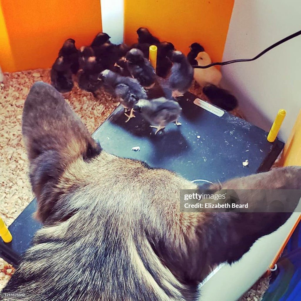 German shepherd dog admiring baby chicks in a home brooder