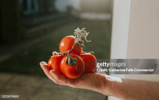 bunch of tomatoes - tomato plant stock pictures, royalty-free photos & images