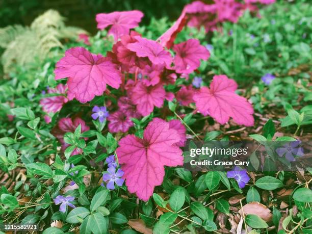 heuchera and periwinkle in early spring - heuchera stock pictures, royalty-free photos & images