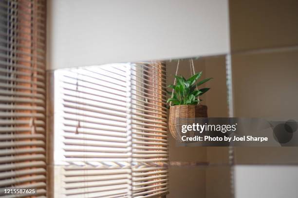 hanging indoor plant - window blind stock pictures, royalty-free photos & images